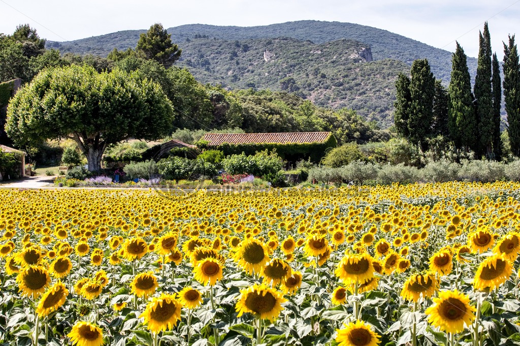 Sonnenblumenfeld in der Provence - Bildtankstelle.de