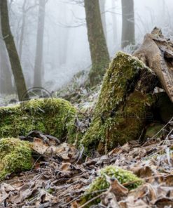 Winterstimmung im Wald, Saarland - Bildtankstelle.de