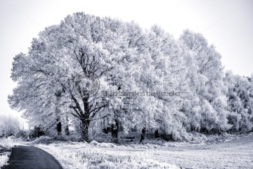 traumhafter Winterwald, Saarland - Bildtankstelle.de