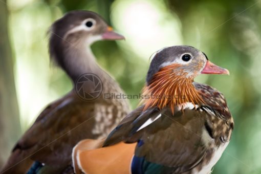 bunte Vogelwelt in Südafrika - Bildtankstelle.de