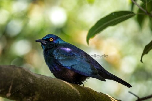 bunte Vogelwelt in Südafrika - Bildtankstelle.de