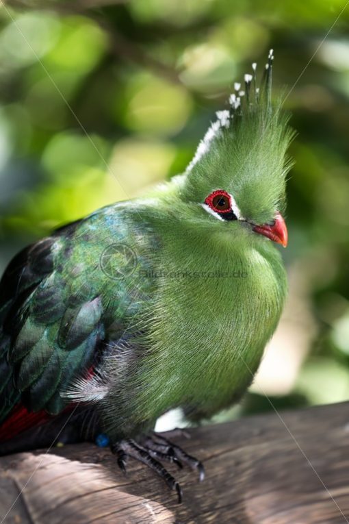 bunte Vogelwelt in Südafrika - Bildtankstelle.de