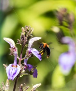 fleissige Hummel - Bildtankstelle.de