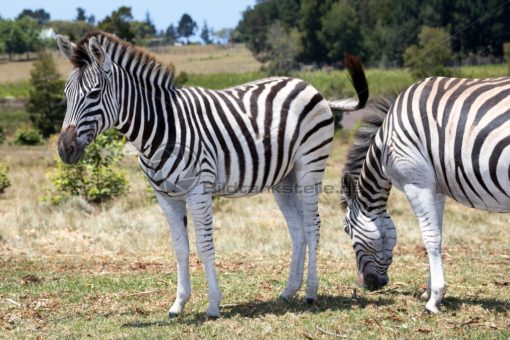 freundliche Zebra in Südafrika - Bildtankstelle.de