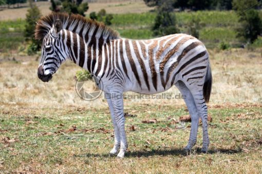 freundliche Zebra in Südafrika - Bildtankstelle.de