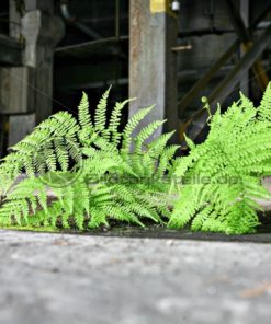 grüner Farnwedel auf rissigem Betonboden - Bildtankstelle.de