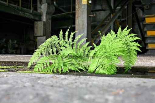 grüner Farnwedel auf rissigem Betonboden - Bildtankstelle.de