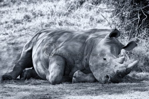 imposantes Nashorn in Südafrika - Bildtankstelle.de