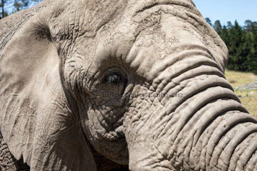 kraftvoller Elefant in Südafrika - Bildtankstelle.de