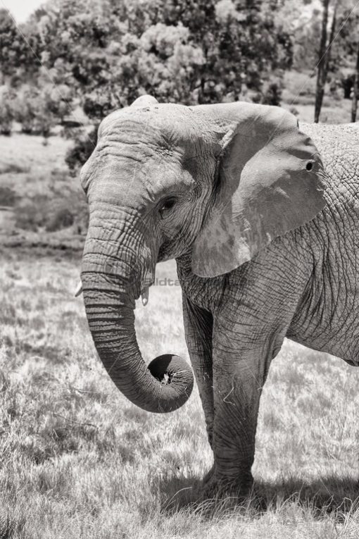 kraftvoller Elefant in Südafrika - Bildtankstelle.de