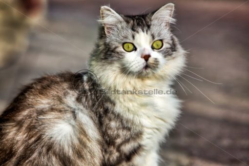 mein Freund, meine Katze - Bildtankstelle.de