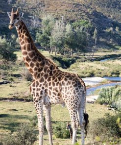 stolze Giraffe in Südafrika - Bildtankstelle.de