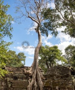 verwunschene Tempelanlage in Angkor Wat: Blickfang-Motive für Zuhause, Praxis, Büro, Hotel - Bildtankstelle.de