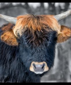 Prächtiger Geselle: junges Heckrind im Winter - Bildtankstelle.de