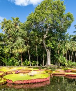 Victoria Regia, die größten Seerosen der Welt - Bildtankstelle.de