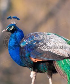 Blauer Pfau im Portrait - Bildtankstelle.de