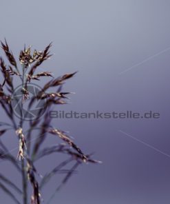 Makro Abstrakt Weizen - Bildtankstelle.de