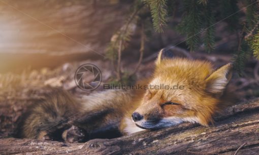 Schlafender Fuchs - Bildtankstelle.de