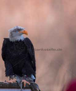 Weißkopfseeadler Frontal - Bildtankstelle.de