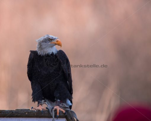 Weißkopfseeadler Frontal - Bildtankstelle.de